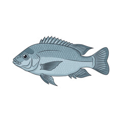 
tilapia fish illustration design