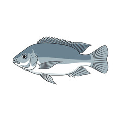 
tilapia fish illustration design