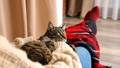 Cozy cat and person indoors
