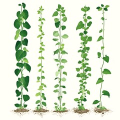 Five tall, verdant climbing plants, illustrated