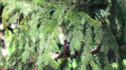 Conifer tree branches (Pinaceae) 120fps Slow Motion 4K Footage. Evergreen conifer needles swaying in natural forest habitat, closeup of conifer tree foliage in outdoor mountain environment with scenic - Powered by Adobe