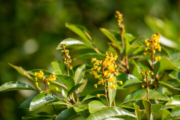 Yellow blossoms shining under sunlight in green foliage.