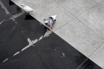 Two pigeons, one white and one speckled, standing on wet black and gray tiled pavement creating a...