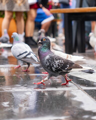Close-up of a pigeon with iridescent feathers and leg bands walking on wet pavement with blurred people in the background.