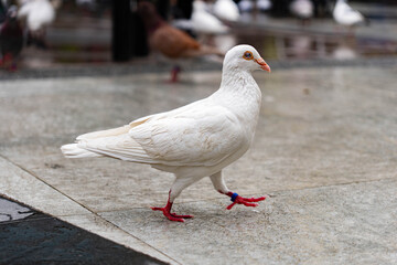 Close-up of a white pigeon with red feet and leg band walking on wet pavement in an urban outdoor setting.