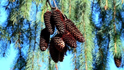 Pine cones hanging from tree 120fps Slow Motion 4K Footage. Evergreen pine cones attached to branch in natural forest environment, closeup of conifer cones in outdoor woodland landscape with seasonal  - Powered by Adobe