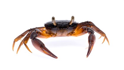 Crab on white background