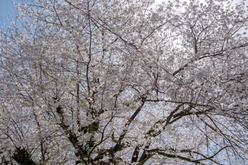 青空に映える満開の桜