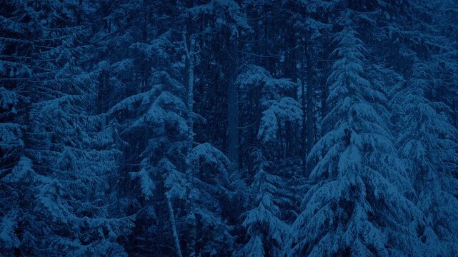 Snow Covered Forest Landscape At Dusk
