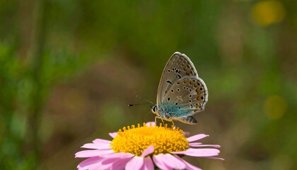 Butterfly on a pink flower