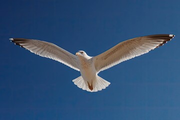 Obraz premium Seagull soaring in a clear blue sky