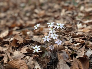 Flowers in the forest