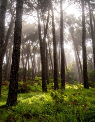 Obraz premium Misty pine forest bathed in sunlight
