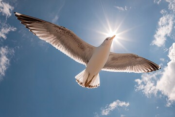 Obraz premium Seagull soaring, sunlit sky