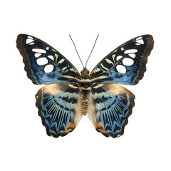 A vibrant butterfly with stunning blue and white markings poised to take flight in a symphony of natural color and delicate form
