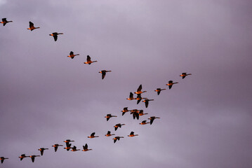 group of Canada goose flying in the sky