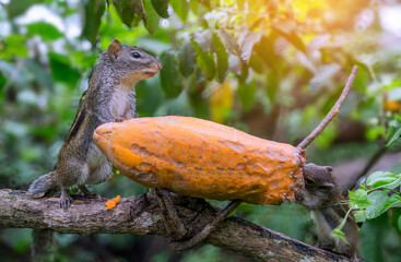 Cute squirrel is eating a ripe papaya in a forest in northeastern Thailand.