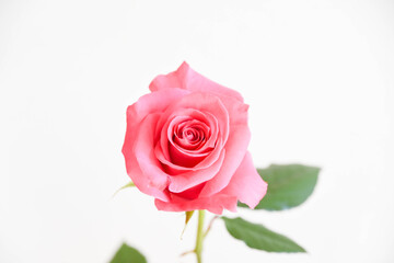 ピンクのばら