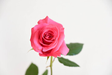 ピンクのばら