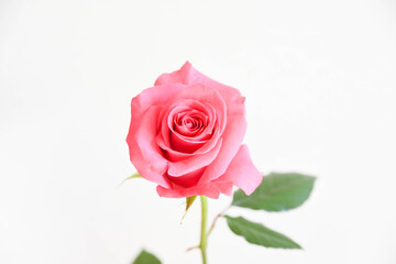 ピンクのばら