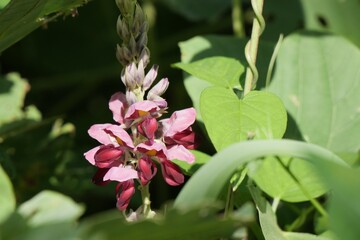 公園で葛の花が咲いている