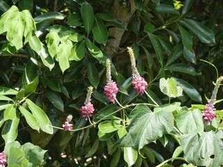 公園で葛の花が咲いている