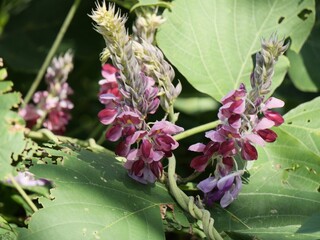 公園で葛の花が咲いている