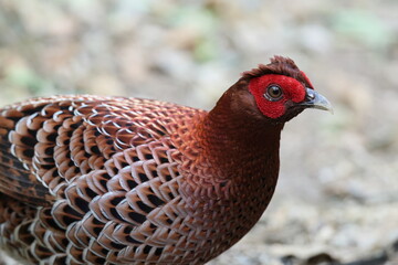 Copper Pheasant (Syrmaticus soemmerringii intermedius) male in Kochi pref, Japan 