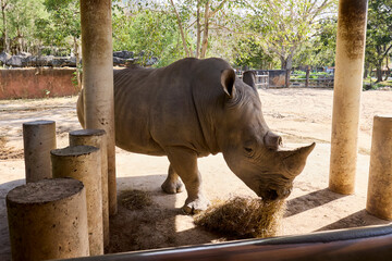A white rhino eats hay at the zoo