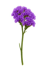 Obraz premium Statice Flower Isolated High quality Realistic image