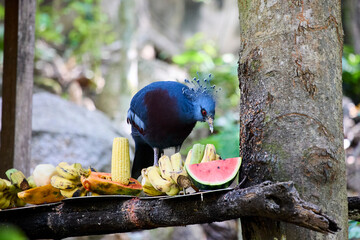 The fan-tailed crowned pigeon pecks at a watermelon