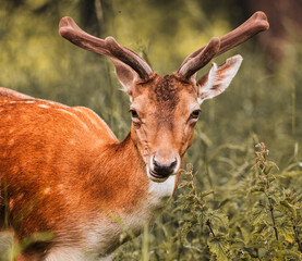 deer in the forest