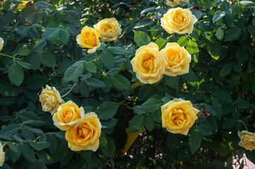 Beautiful yellow roses blooming in the garden. Roses are mainly popular for its Symbol of Beauty and to Convey the message of Love.