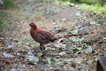 Copper Pheasant (Syrmaticus soemmerringii intermedius) male in Kochi pref, Japan 
