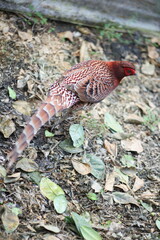 Copper Pheasant (Syrmaticus soemmerringii intermedius) male in Kochi pref, Japan 