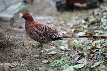 Copper Pheasant (Syrmaticus soemmerringii intermedius) male in Kochi pref, Japan  © feathercollector