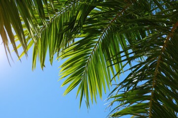 Fototapeta premium Palm fronds against a clear sky