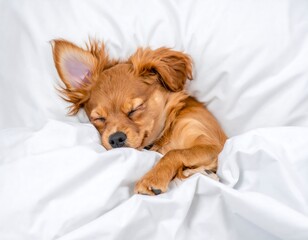 A small, reddish-brown puppy nestled in a white bed