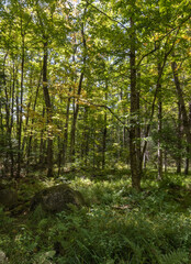 Obraz premium trees in the forest in September at Arrowhead Park Ontario 