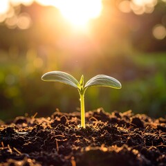 A small sprout emerging from fertile soil, bathed in warm sunlight