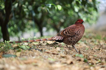 Copper Pheasant (Syrmaticus soemmerringii intermedius) male in Kochi pref, Japan 