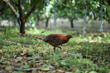 Copper Pheasant (Syrmaticus soemmerringii intermedius) male in Kochi pref, Japan 