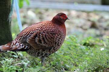 Copper Pheasant (Syrmaticus soemmerringii intermedius) male in Kochi pref, Japan 