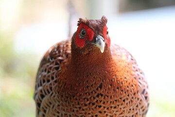 Copper Pheasant (Syrmaticus soemmerringii intermedius) male in Kochi pref, Japan 