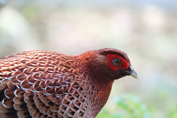 Copper Pheasant (Syrmaticus soemmerringii intermedius) male in Kochi pref, Japan 