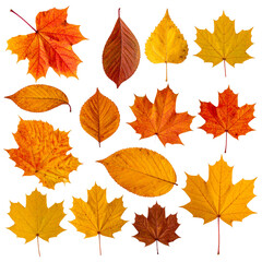 autumn maple leaves are orange and yellow