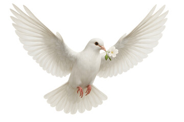 Obraz premium White Dove with Flower, Holy Spirit Symbol for Peace, Hope, and Jesus