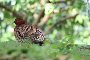 Copper Pheasant (Syrmaticus soemmerringii intermedius) male in Kochi pref, Japan 