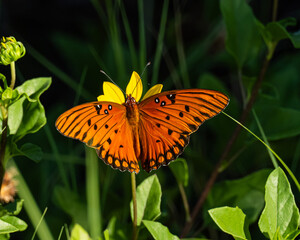Orange butterfly on a yellow flower