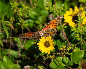 Orange butterfly on a yellow flower